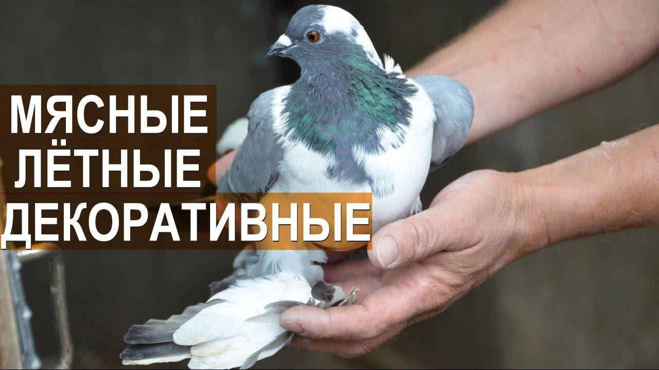 Голуби: якобины, кинги, модены, тульские чеграши, майские белые, плёкие. Птичий парк Абрамова