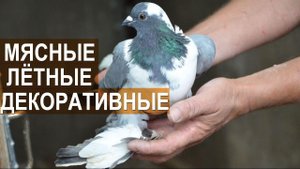 Голуби: якобины, кинги, модены, тульские чеграши, майские белые, плёкие. Птичий парк Абрамова