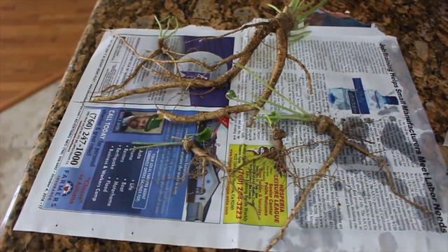 3 Ways To Obtain Perennials For The Cutting Garden On A Budget  Ep 93