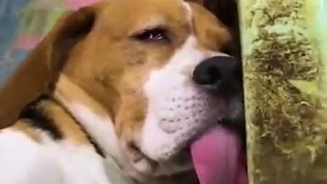 Длинный язык смотреть онлайн