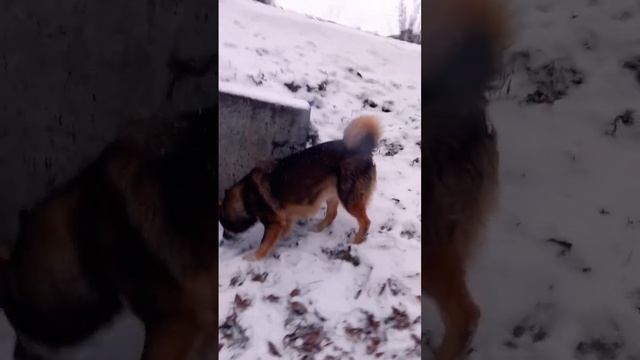 это собачка обитает в городе Сургуте в парке Сайма! очень ласковая добрая и милая собачка! Помогите