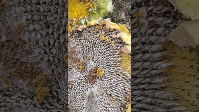 🌻Подсолнухи - урожай, 9 октября, 2 часть смотреть онлайн