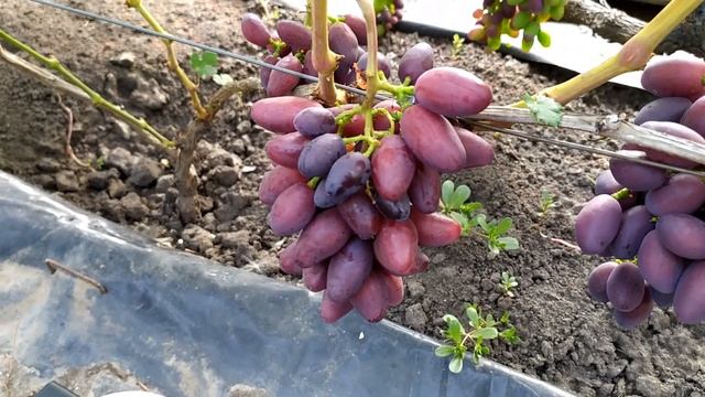 Талдун-очень ранний срок созревания смотреть онлайн