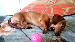 Уход за таксой.Все о нашей таксе