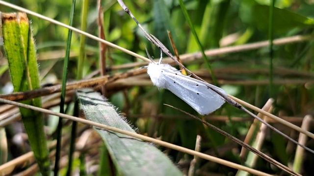 White butterfly in Viral garden 2023