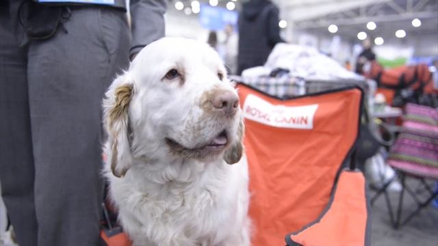 Кламбер-спаниель - редкая собака со спокойным нравом смотреть онлайн