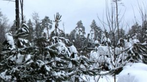 Прогулка по Битцевскому лесу.