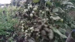 Помидор сорт "Божья коровка"