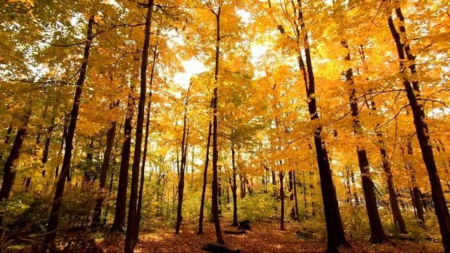 Мелодия Осени. Красивая расслабляющая Музыка [Пианино] смотреть онлайн