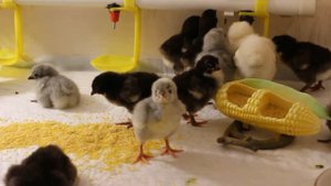 Цыплёнок фавероль учит цыплят орпингтона кушать и пить.