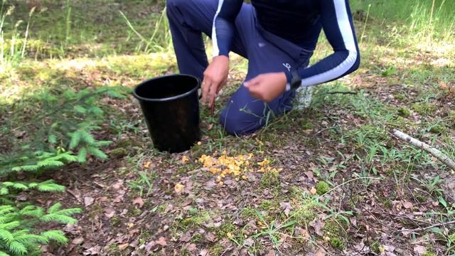 Вот так собирают ГРИБЫ И ЯГОДЫ В БЕЛАРУСИ!!! Смотреть всем!!! (Июнь 2020) смотреть онлайн