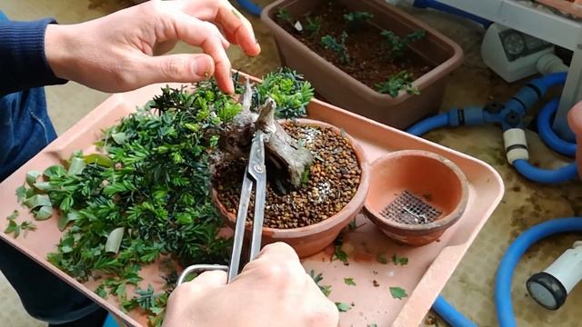 イチイ１号（芽摘み）_Taxus cuspidata(No.1)Sprout picking_May2020_BONSAI盆栽 смотреть онлайн