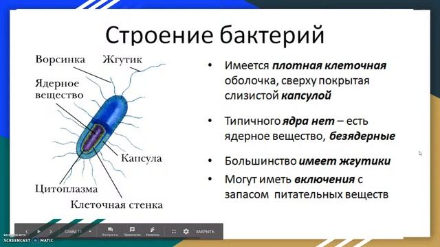 Бактерии