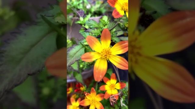 Растение биденс (Bidens).?
