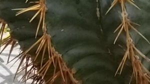 FEROCACTUS HAMATACANTHUS TEXAS BARREL CACTUS