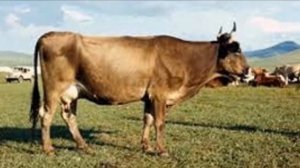 Алатауская мясо-молочная порода коров | Животноводство | Скотоводство | Алатауская корова | КРС