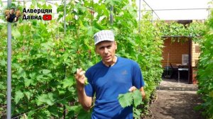 Почему желтеют листья винограда? Хлороз