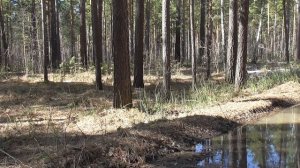 Против аритмии сердца  Сытин Г.Н. (без муз.)