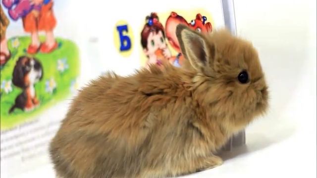 Нимеру смотреть онлайн