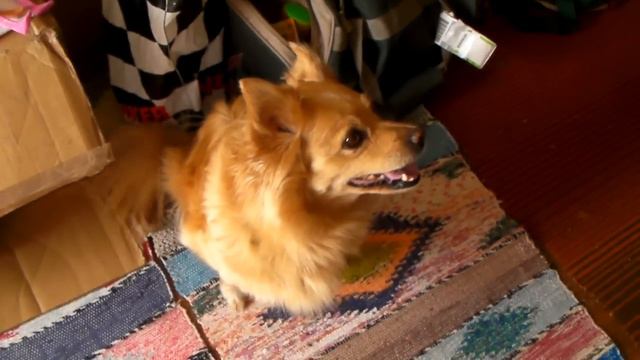 Дашка,голос!Собачка породы шпиц смотреть онлайн