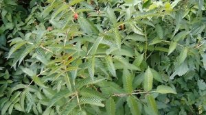 норвежская малина 2018 08 23