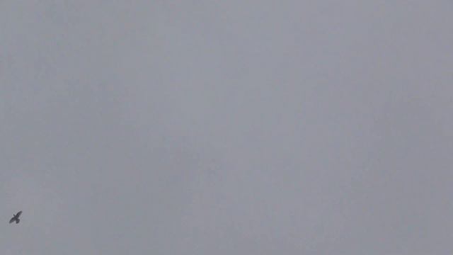 Прилетят ли голуби? смотреть онлайн