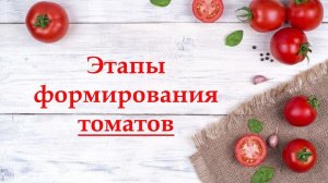 Этапы формирования томатов