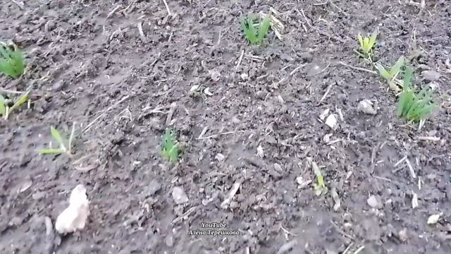 Деревенское воскресенье в деревенской семье/Домик в деревне/северный Казахстан/