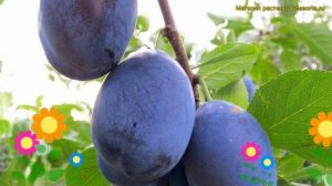 Слива домашняя Венгерка Ранняя. Краткий обзор, описание характеристик prunus Vengerka Rannyaya
