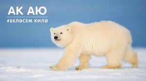 БЕЛӘСЕМ КИЛӘ: ак аю / Белый медведь / Polar bear