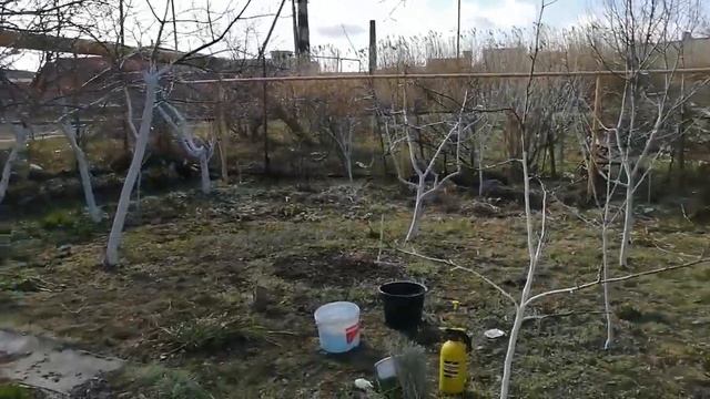 #весенняяобработкасада#побелка. Весенняя обработка сада.