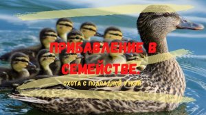 Прибавление в семействе.Охота с подсадной уткой.