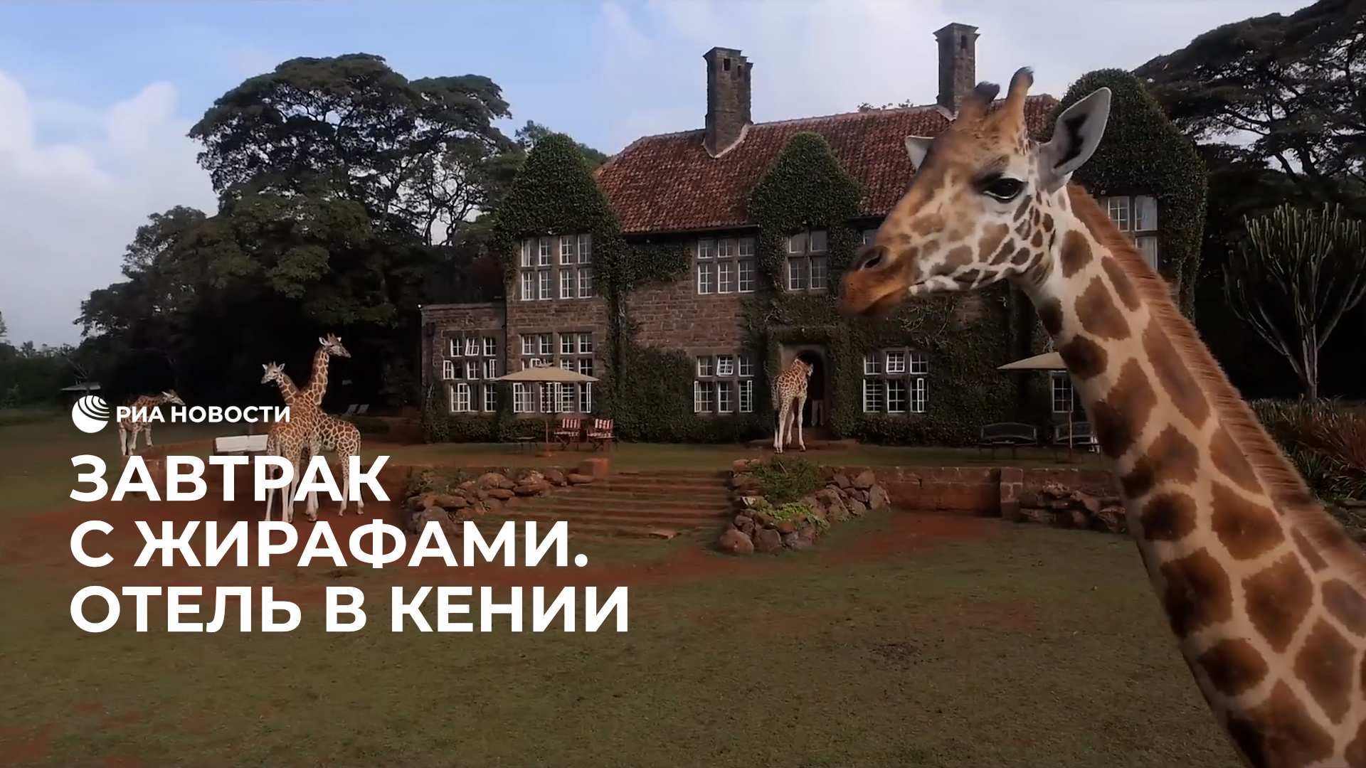 Завтрак с жирафами. Заповедник в Кении