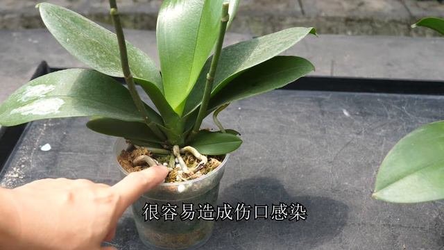 养蝴蝶兰，再忙也要做好这1步