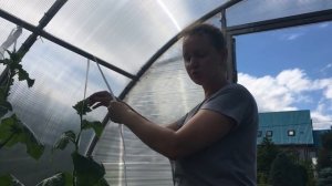 Формируем огурцы в один ствол