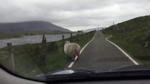 Овца на дороге