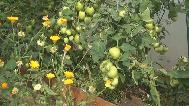 Дача год спустя смотреть онлайн