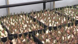 26.01.2022 тюльпаны на гидропонике