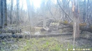 Самец сибирской косули на солонце весной.