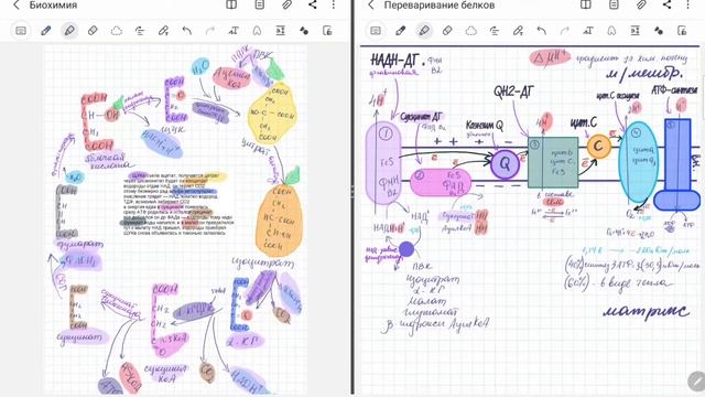Дыхательная цепь (цепь переноса электронов). Биохимия. смотреть онлайн