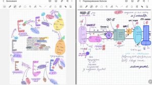 Дыхательная цепь (цепь переноса электронов). Биохимия.