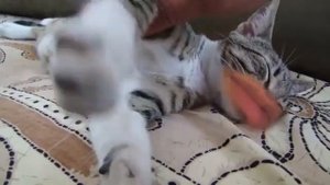 Коты с человеческими ртами