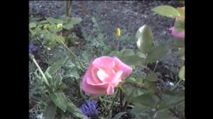 20020923 Smooth Velvet Hybrid Tea Rose Luton