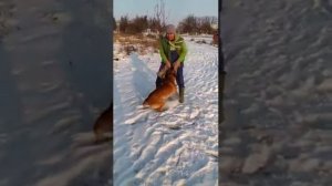 Кабель бельгийской овчарки | Малинуа собака