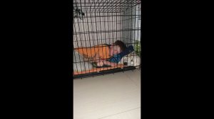 Клетка для Лабрадора