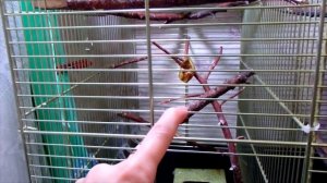 РУМ ТУР клетки воробья Тоши. Что и как.