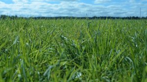 ФУТАЖ ЛУГА РОССИИ