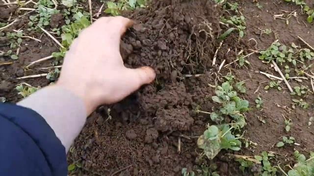 Зимующий горох. Проверяем зимостойкость