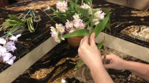Посылка с подснежниками. И нет, орхидеи пришли не замороженные ? .Vanda coerulea, cattleya forbesii