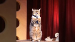 Кот вокалист. Представьте, что бы ваша киска спела вам, если бы могла заказать песню у нас!